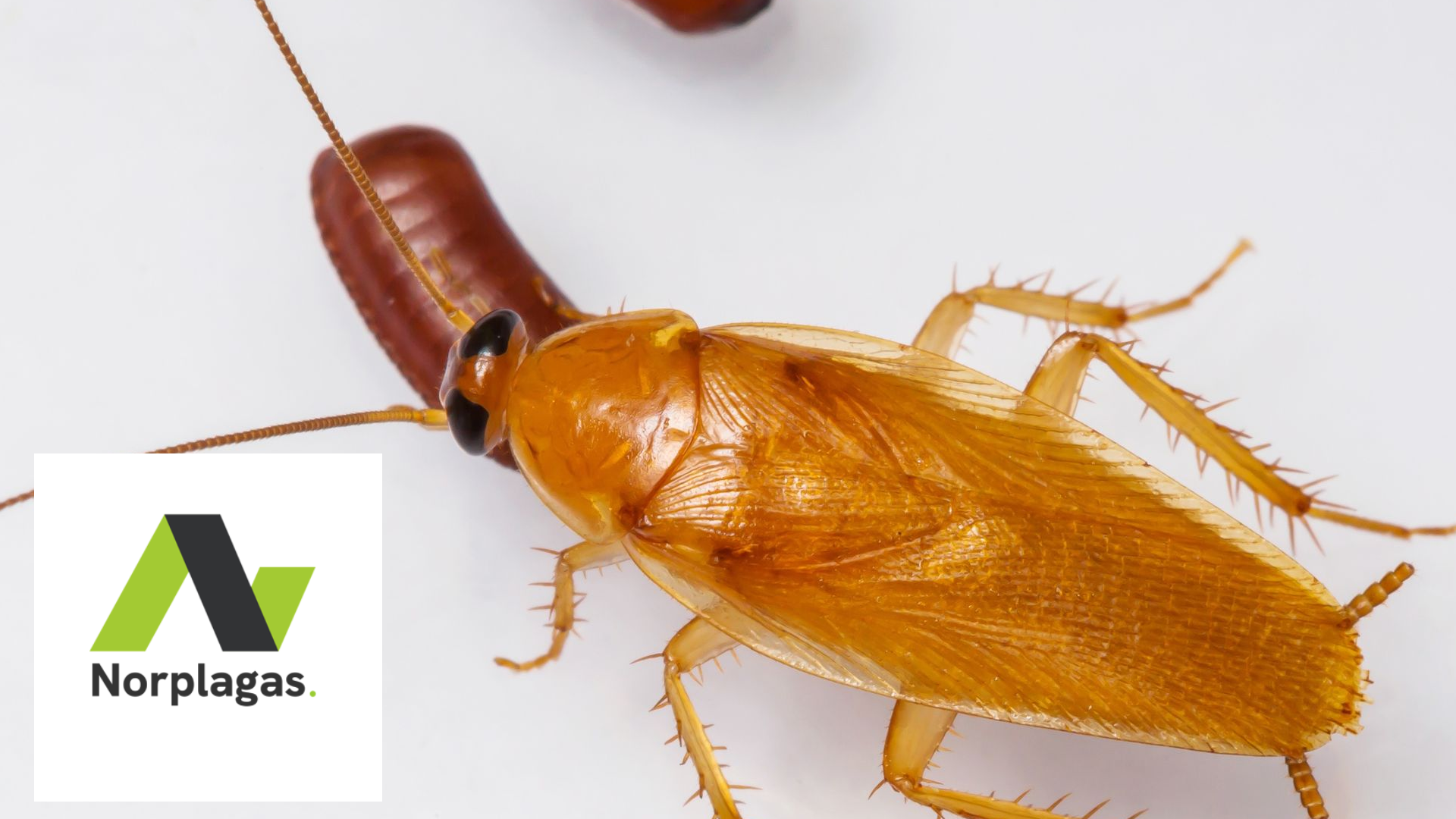 Insectos